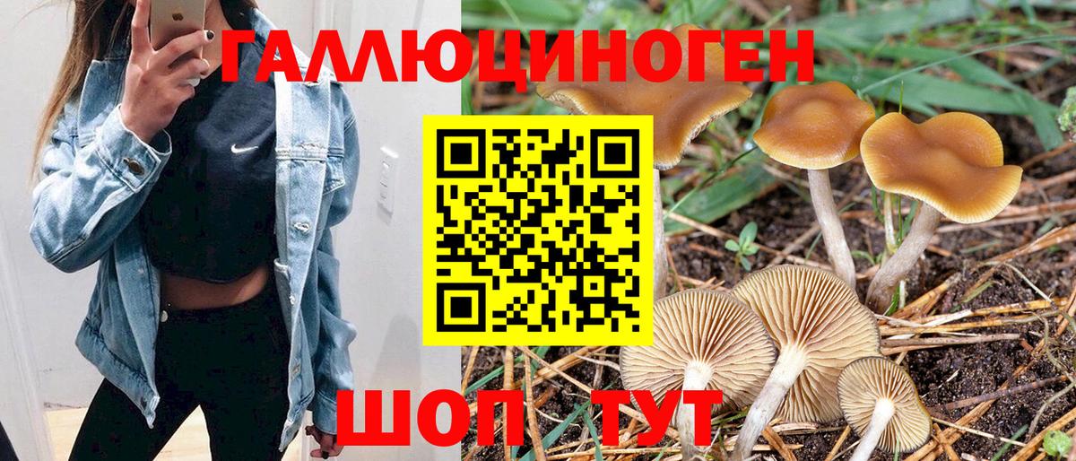 Псилоцибиновые грибы Psilocybine cubensis Курган